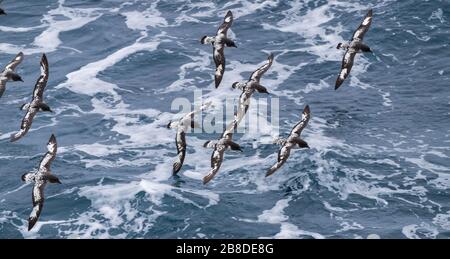 Les pétrels du cap ' Daption capense ' volante dans l'antarctique Banque D'Images