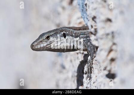 Îles Canaries lézard (Gallotia), Tenerife, Espagne Banque D'Images