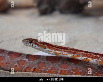 Reptile dans le parc zoologique Banque D'Images