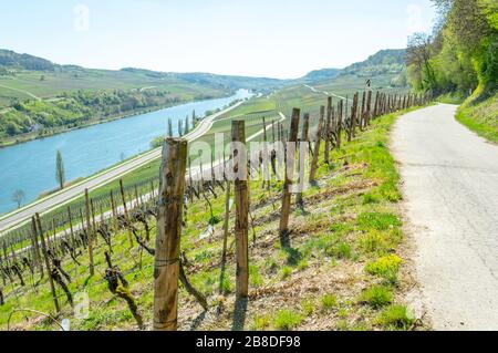 Sentier entre les vignobles de Machtum dans la région viticole de la vallée de la Moselle au Luxembourg, avec des champs partout et l'Allemagne sur l'autre rive Banque D'Images