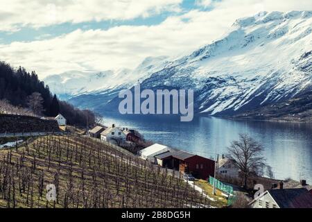 Ferme de cidre de pomme à Sorfjorden, Norvège. Banque D'Images