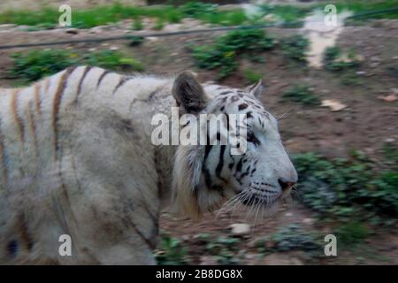 Tigre dans le jardin zoologique Banque D'Images