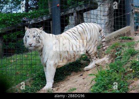 Tigre dans le jardin zoologique Banque D'Images