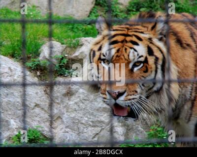 Tigre dans le jardin zoologique Banque D'Images