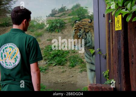 Tigre dans le jardin zoologique Banque D'Images