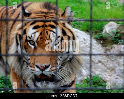 Tigre dans le jardin zoologique Banque D'Images