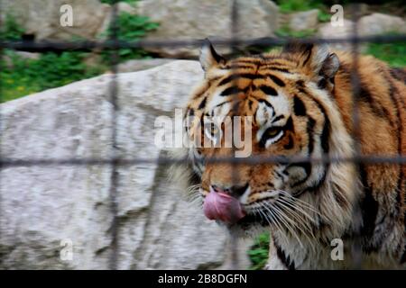 Tigre dans le jardin zoologique Banque D'Images