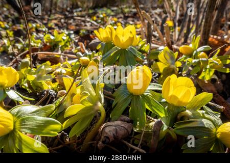 Fleurs jaunes de l'aconite d'hiver, Eranthis hyemalis, Bavière, Allemagne, Europe Banque D'Images