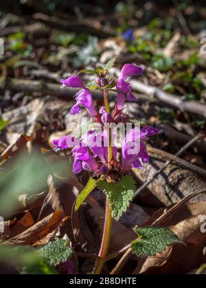 Sekted White Deadntle (Lamium maculatum), Bavière, Allemagne, Europe Banque D'Images