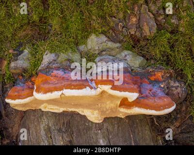 Polypore rouge bandée, Rot crumbly brun, champignon de ceinture rouge, champignon à ceinture rouge (Fomitopsis pinicola), Bavière, Allemagne, Europe Banque D'Images