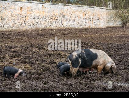 Cochons de Saddleback avec porcelets et truies dans une ferme boueuse, Gosford Estate, East Lothian, Écosse, Royaume-Uni Banque D'Images