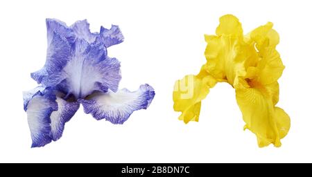 Fleurs d'iris en bleu et jaune isolées sur fond blanc. Ensemble de deux belles iris. Banque D'Images