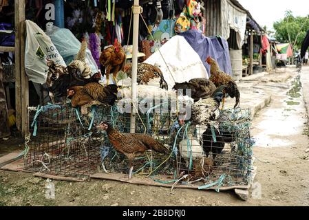 Cages de poulet à vendre sur le marché asiatique. Timor leste. Banque D'Images