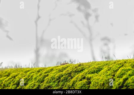 mousse verte sur l'écorce dans la forêt. arbres brumeux sur fond. temps humide. fond de mousse pour le papier peint. macro vue rapprochée sur le su naturel de lichen luxuriant Banque D'Images