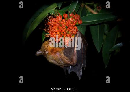 À nez court moindre Fruit Bat - Cynopterus brachyotis s espèces de megabat dans la famille Pteropodidae, petite chauve-souris pendant la nuit qui vit au sud une Banque D'Images