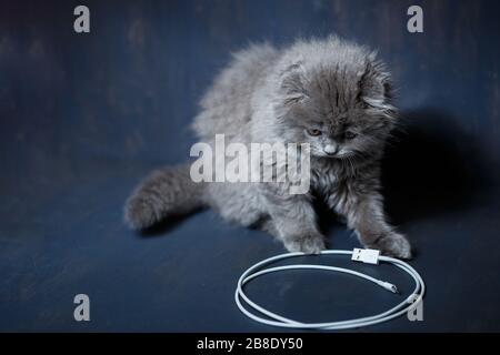 le petit chaton à pliage britannique joue avec un câble pour charger le téléphone Banque D'Images