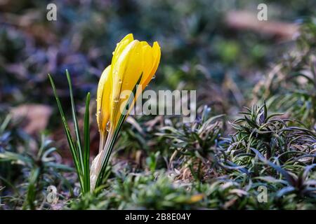 Les premières crocuses jaunes avec des gouttes de pluie dans le jardin de printemps. Concept botanique Banque D'Images