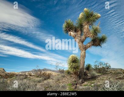 États-Unis, Nevada, Clark County, Gold Butte National Monument: Un joshua Tree (Yucca brevifolia var. Jaegeriana) en pleine floraison au printemps avec blanc à cr Banque D'Images