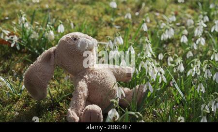 Le lapin de pâques moelleux est assis en regardant le soleil au milieu de l'herbe verte, des chutes de neige blanches et de la mousse dans le jardin. Peu de soleil adorant pour le con Banque D'Images