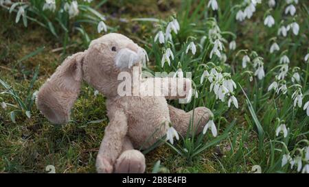 Le lapin de pâques moelleux est assis en regardant le soleil au milieu de l'herbe verte, des chutes de neige blanches et de la mousse dans le jardin. Peu de soleil adorant pour le con Banque D'Images