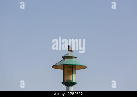 Les Mynas sont sur les fils sous la lampe de rue avec le ciel lumineux derrière. Pour en attendre quelques-uns. Banque D'Images