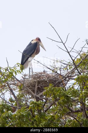 Marabou Stork (Leptoptilos crumenifer) adulte regardant sur jeune dans le nid, Gambie. Banque D'Images