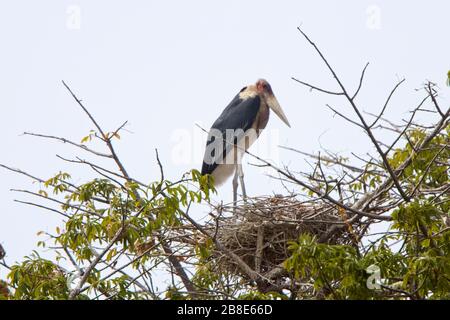 Marabou Stork (Leptoptilos crumenifer) adulte regardant sur jeune dans le nid, Gambie. Banque D'Images