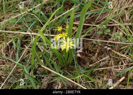 Étoile jaune de la fleur de Bethléem au début du printemps Banque D'Images