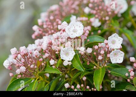 Kalmia latifolia - Laurel de montagne - Mai Banque D'Images