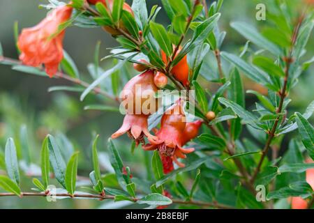 Punica granatum 'State Fair' - Domegranate de Dwarf, septembre Banque D'Images