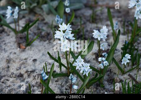 De belles fleurs fragiles et délicates en forme de cloche bleu pâle de Pouchkine, sont apparues dans un beau jardin au début du printemps en avril Banque D'Images