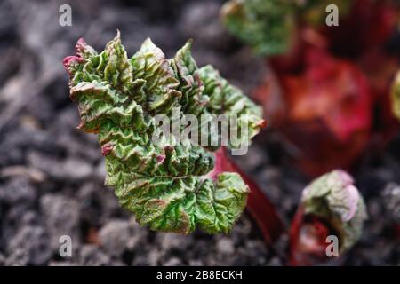 Jeune usine de Rhubarb qui pousse dans le jardin au coucher du soleil Banque D'Images