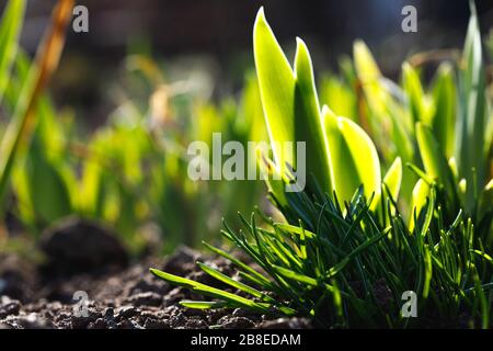 Herbe verte enfilée dans le ressort. Bagues lumineuses dans le sol. Banque D'Images