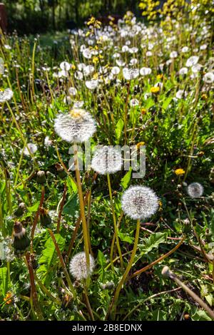 Pissenlits communs (Taraxacum sect. Ruderalia) sur un pré d'été avec flou Banque D'Images