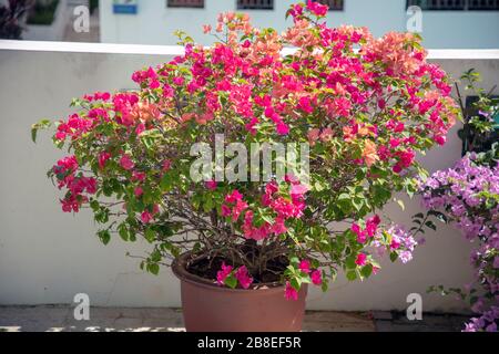 Buissons fleuris colorés de Bougainvilliers qui poussent dans des pots à l'extérieur. Banque D'Images