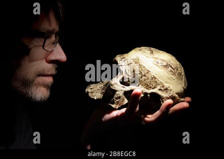Professeur avec un crâne d'un ancêtre humain sur sa main. Modèle Australopithecus africanus. Banque D'Images