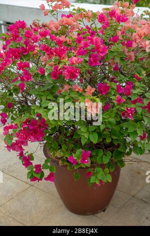 Buissons fleuris colorés de Bougainvilliers, vus pousser dans des pots à l'extérieur. Banque D'Images