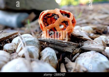 Champignons de rubis à Clathrus qui poussent dans le paillis et les roches; champignons à cage rouge. Banque D'Images
