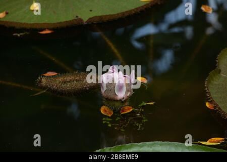 Bourgeons fleuris du Victoria Amazonica. Banque D'Images