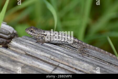 Un lézard de clôture de l'aire de répartition côtière (Scoloporus occidentalis subsp. Bocourtii) repose sur un journal au parc du comté de Pinto Lake en Californie. Banque D'Images