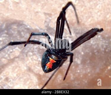 La araignée noire venimeuse. Celui-ci est originaire de l'Arizona, bien qu'ils puissent être trouvés partout en Amérique sauf en Alaska et à Hawaï. Uniquement le technicien de maintenance Banque D'Images