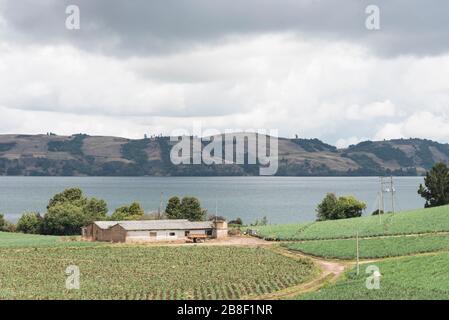 Aquitaine, Boyaca / Colombie; 8 avril 2018: Paysage andin, maison rurale entourée de champs d'oignon gallois, Allium fistulosum, près de Tota, le plus grand Banque D'Images