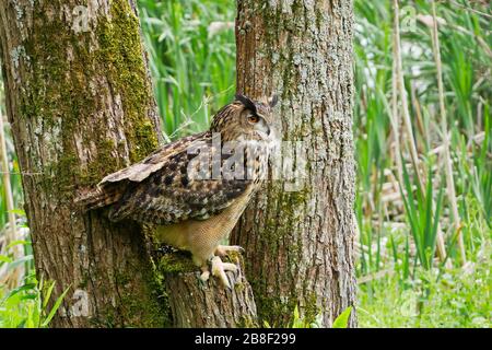 Aigle-chouette eurasien perché sur la souche d'arbre en regardant à distance Banque D'Images