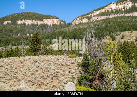 Bighorn National Forrest au Wyoming avec du pin Limber (Pinus flexilis) qui pousse dans les falaises rocheuses en été avec un ciel bleu, horizontal Banque D'Images