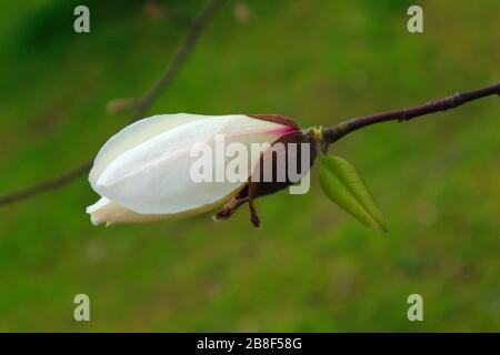 Bourgeon de fleur de magnolia blanc sur fond vert. Printemps. Banque D'Images