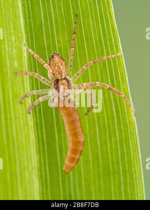 Araignée de crabe, Philodromus dispar, se nourrissant sur une larve de dendroctone, elle a tué. Vue dorsale. Ladner, Delta, Colombie-Britannique, Canada Banque D'Images