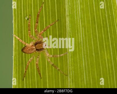 Araignée de crabe, Philodromus dispar, sur une feuille. Vue dorsale. Ladner, Delta, Colombie-Britannique, Canada Banque D'Images