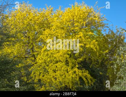 Le printemps fait éclater les fleurs avec de belles couleurs jaunes. Banque D'Images