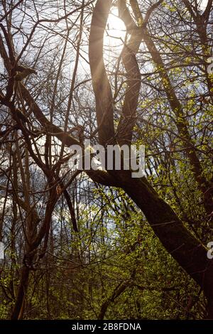 le soleil qui se brise à travers les sommets des arbres crée une touche d'objectif Banque D'Images