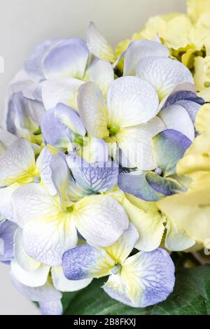 Belle couleur violet blanc vert jaune bleu pastel couleur printemps fleurs isolées gros plan Banque D'Images